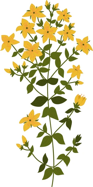 Hypericum bitki çizimi