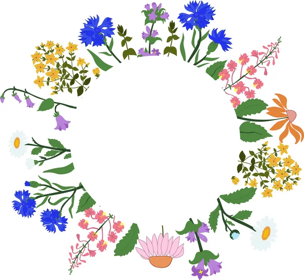 Tarjeta vectorial con hierbas en un círculo - Hypericum, Angustifolium, manzanilla, Campanula, acianos, Echinacea — Vector de stock