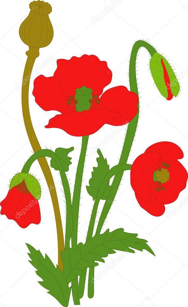 Separate elements flowers red poppy: flowers, leaves ...