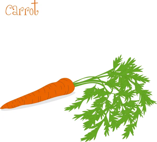 Carota, illustrazioni vettoriali su sfondo trasparente — Vettoriale Stock