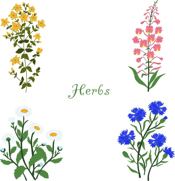 Hierbas, Hipericum, Angustifolium, manzanilla, acianos, ilustración vectorial sobre un fondo transparente — Vector de stock