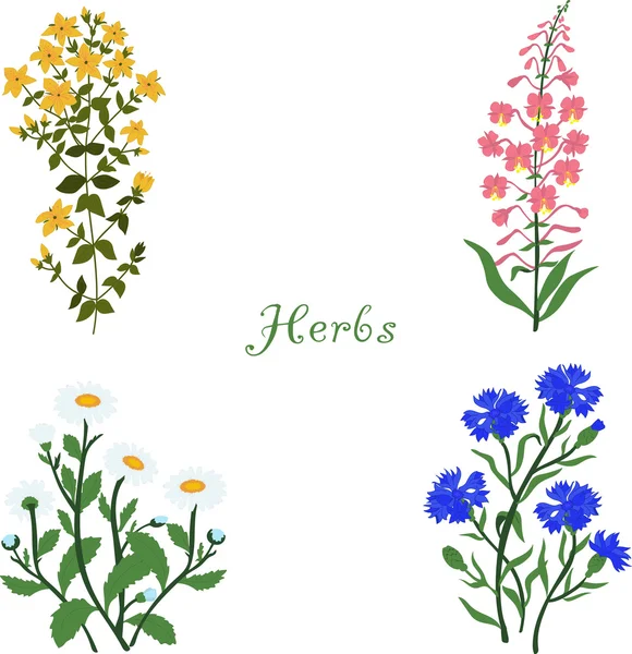 Örter, Hypericum, Angustifolium, kamomill, blåklinten, vektor illustration på en transparent bakgrund — Stock vektor