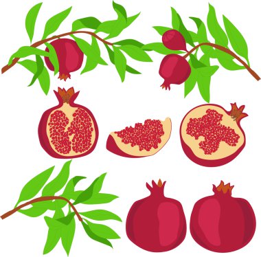 Nar. Ayarlayın. Vektör çizim şeffaf bir arka plan üzerinde