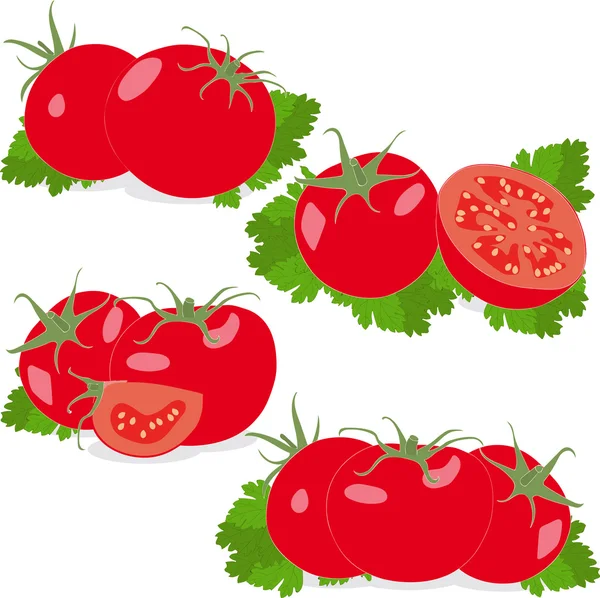 Tomate. Establecer los tomates y las hojas de perejil. Verduras aisladas sobre fondo blanco — Vector de stock