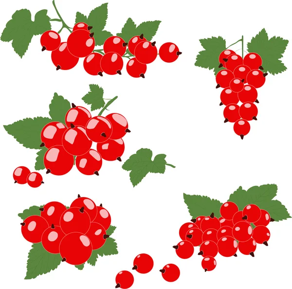 Conjunto de groselhas vermelhas com folhas verdes. Ilustração vetorial . — Vetor de Stock