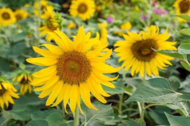 Bahçede güzel bir ayçiçeği