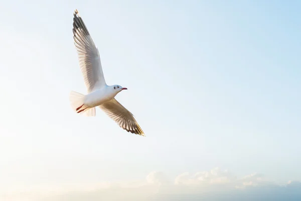 Soft focus seagull flying on the sky — Stock Photo, Image