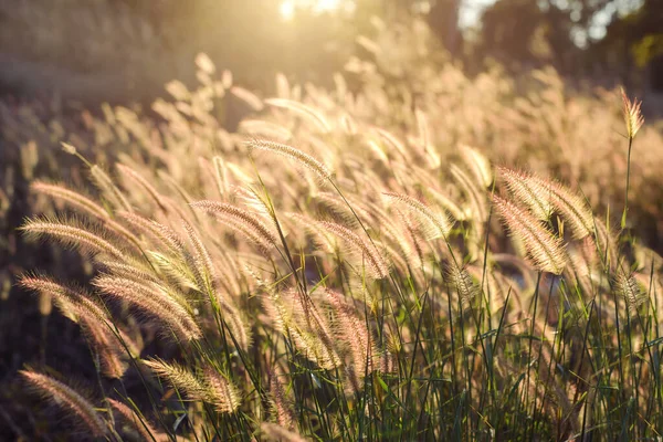 Güzel çiçeğin günbatımı arka planı ve klasik ton üzerine yumuşak bir odağı vardır.
