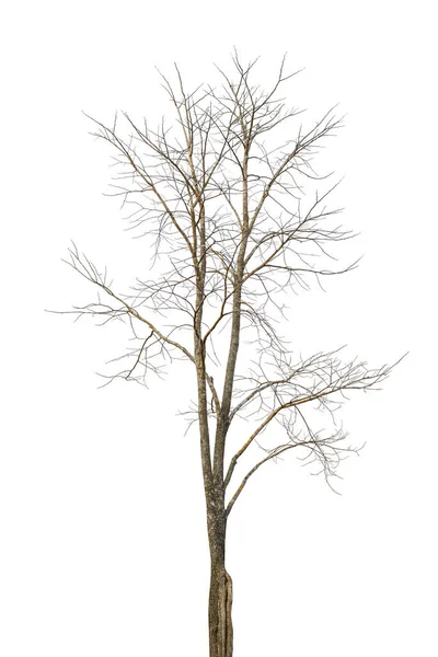 Árvore Sem Folhas Parece Estar Morrendo Fundo Branco — Fotografia de Stock