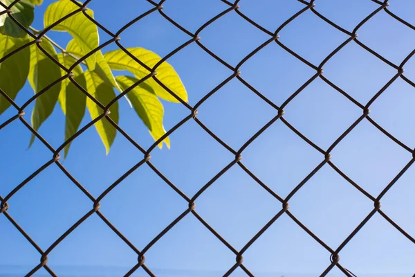Wire fence with sky — Stock Photo, Image