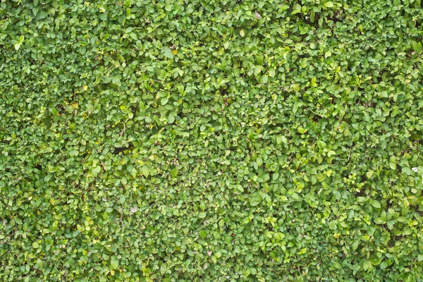 Bahçede yeşil yaprakları duvar