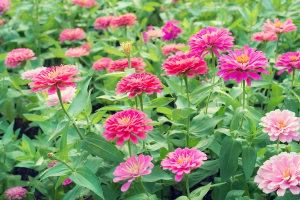 Bahçe Zinnia çiçeği.