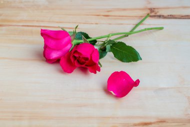 ahşap zemin üzerinde pembe Gül