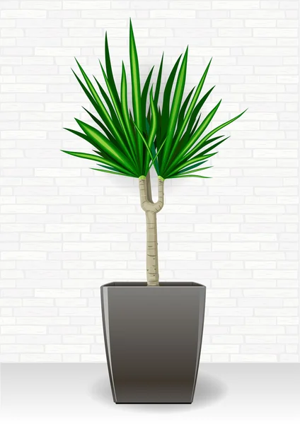 Декоративное вечнозелёное растение — стоковый вектор