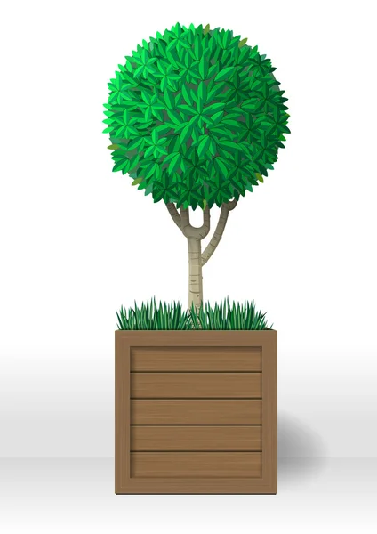 Decoratieve groenblijvende plant — Stockvector