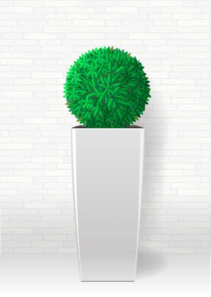 Planta perenne decorativa — Vector de stock