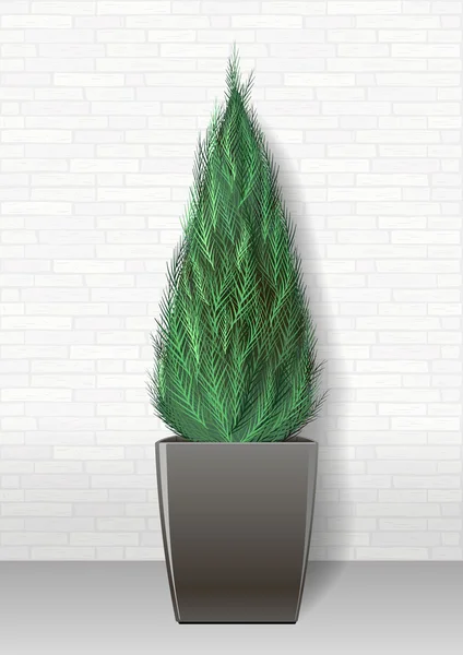 ตกแต่งพืชสีเขียวตลอดกาล — ภาพเวกเตอร์สต็อก