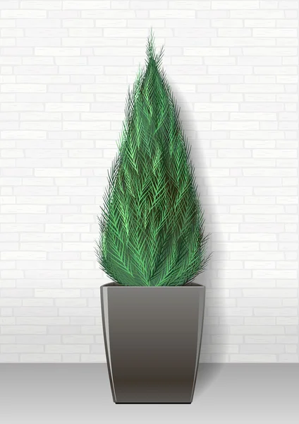 Planta perene decorativa — Vetor de Stock