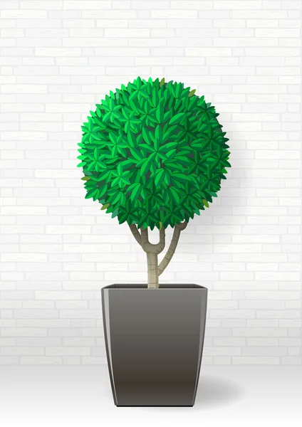 Plantă decorativă veșnic verde — Vector de stoc