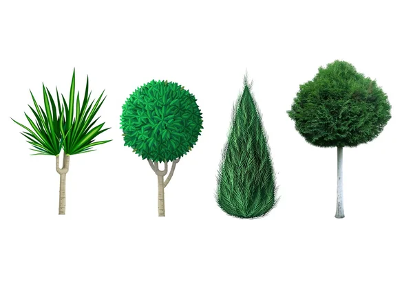 Dekorative immergrüne Pflanzen — Stockfoto