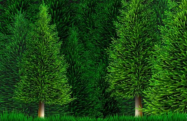 Vector clipart dennen- of sparrenbos natuur — Stockvector