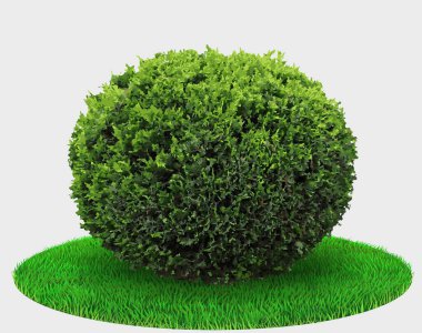 Thuja bitkisi ya da ardıç küresi şekli