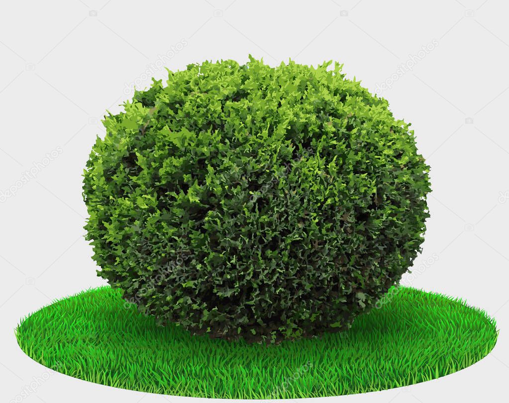 Thuja plant bush or juniper sphere shape