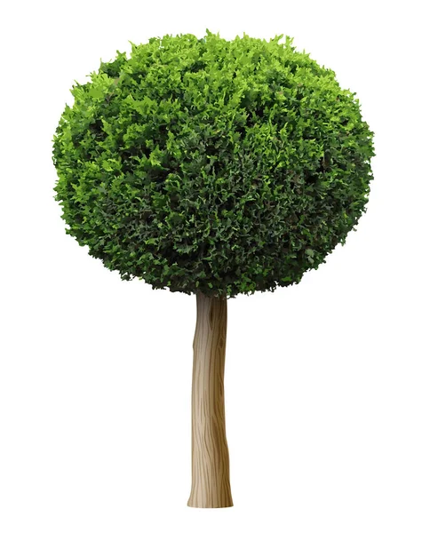 Thuja planta arbusto ou zimbro árvore forma esfera — Vetor de Stock