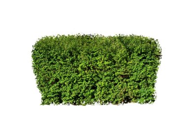 Beyaz bir arka plan üzerinde dekoratif bush.