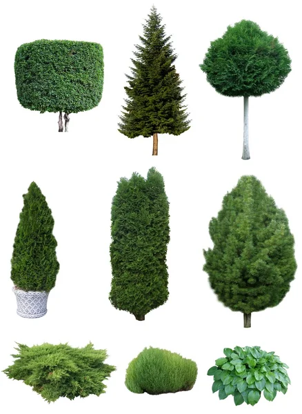 Set of trees and shrubs. — Stock Photo, Image