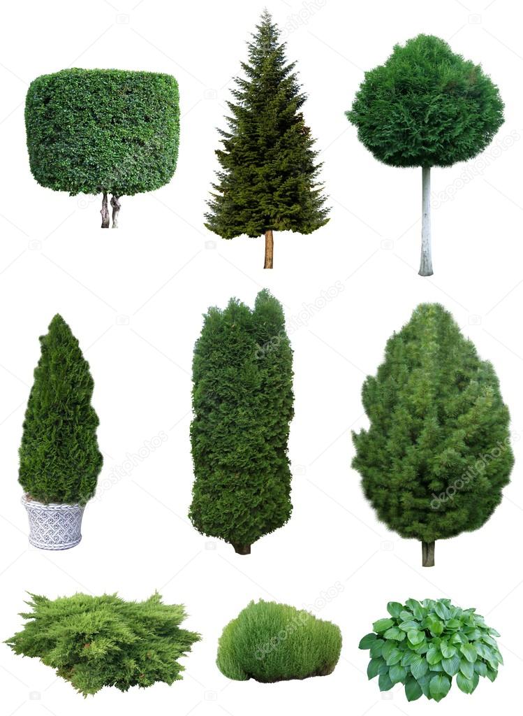 Set of trees and shrubs.