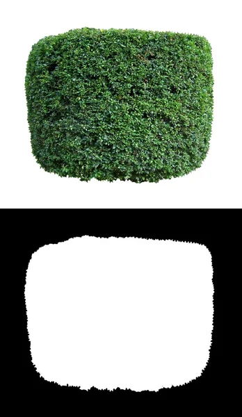 装飾的な常緑低木 1 — ストック写真