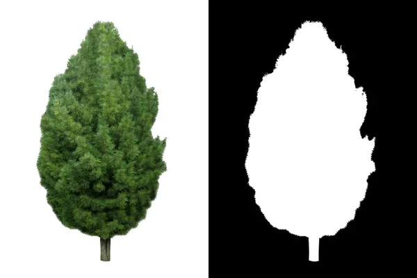 Декоративное вечнозелёное дерево 1 — стоковое фото