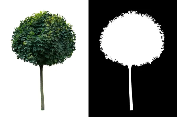Dekorativer immergrüner Baum 2 — Stockfoto