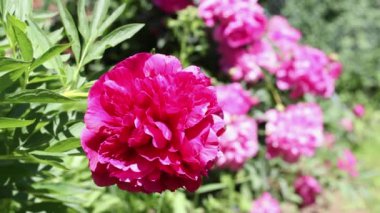 Çiçekli pembe şakayık çiçekleri hafif esintide sallanıyor. Böcekler çiçeği tozlaştırır. Doğal bahar çiçeği arka planı