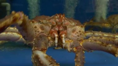 Akvaryum içinde yüzme Yengeç