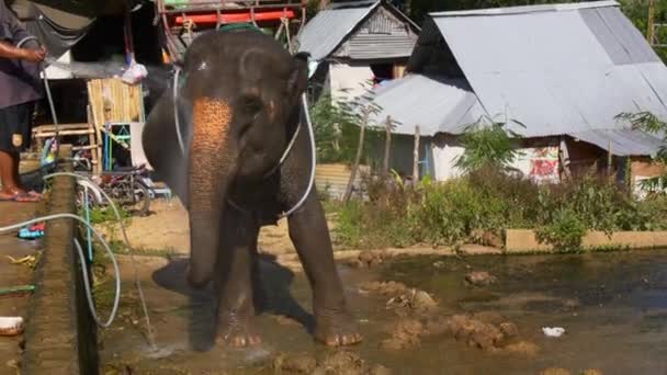 Lavado de elefante grande — Vídeos de Stock