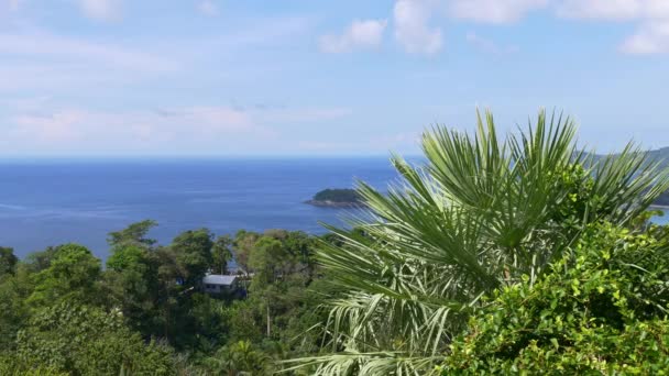 Palm och en kustlinje i Phuket — Stockvideo