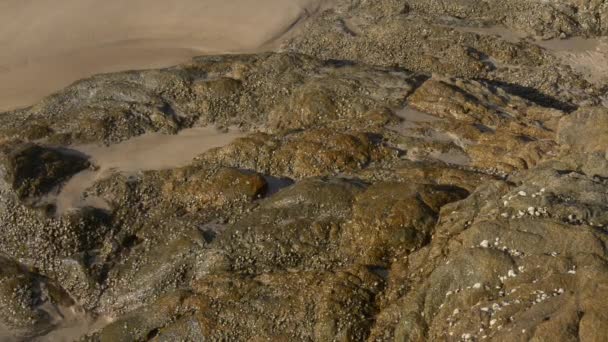 Dalgalar kayalık sahili yıkıyor. — Stok video