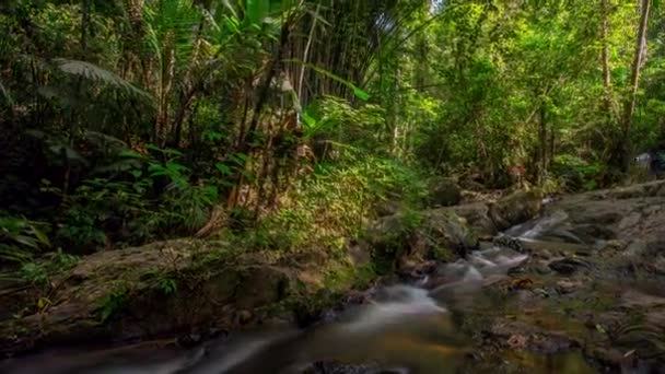 Córrego de montanha na floresta tropical — Vídeo de Stock