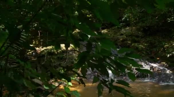 Гірський потік в тропічному лісі — стокове відео