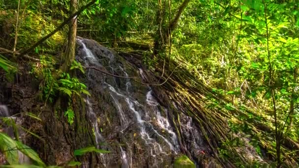 Torrente di montagna nella foresta tropicale — Video Stock