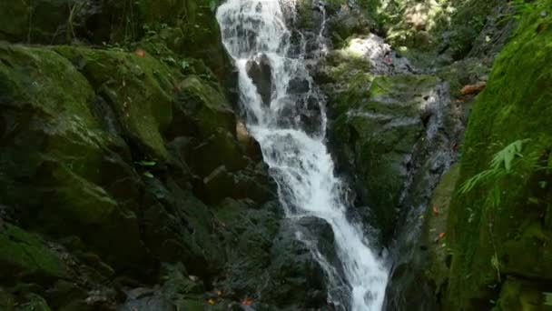 Bergbeek in het regenwoud — Stockvideo