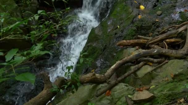 在热带森林中的山间溪流 — 图库视频影像