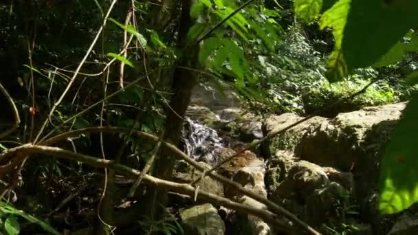 Горный ручей в тропическом лесу — стоковое видео