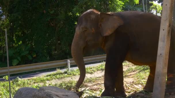 Слон їдять листя — стокове відео