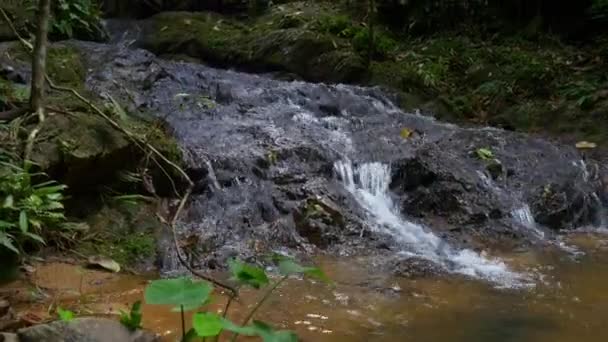 Córrego de montanha na floresta tropical — Vídeo de Stock