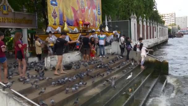 Menschen füttern Tauben — Stockvideo