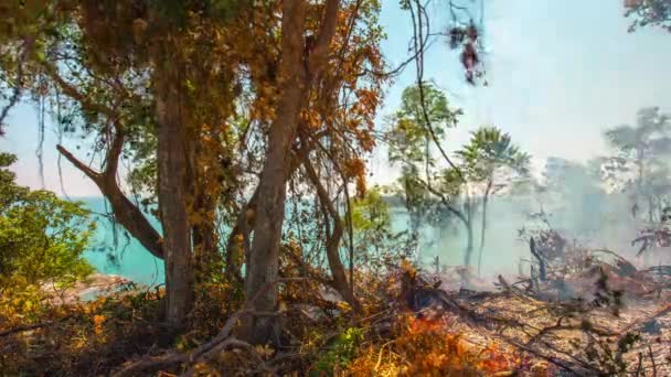 Incêndio florestal na ilha de phuket — Vídeo de Stock