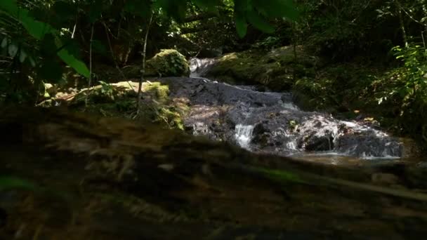 Gebirgsbach im Tropenwald — Stockvideo